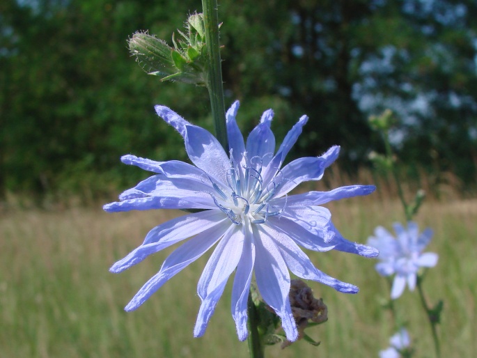 Cichorium intybus