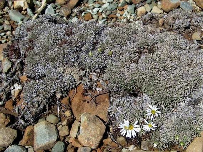 Celmisia sessiliflora