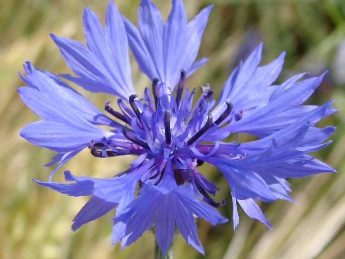 Centaurea cyanus