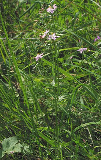 Centaurium erythraea