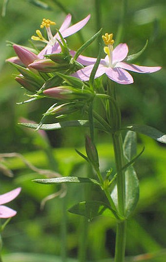 Centaurium erythraea