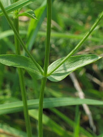 Centaurium erythraea