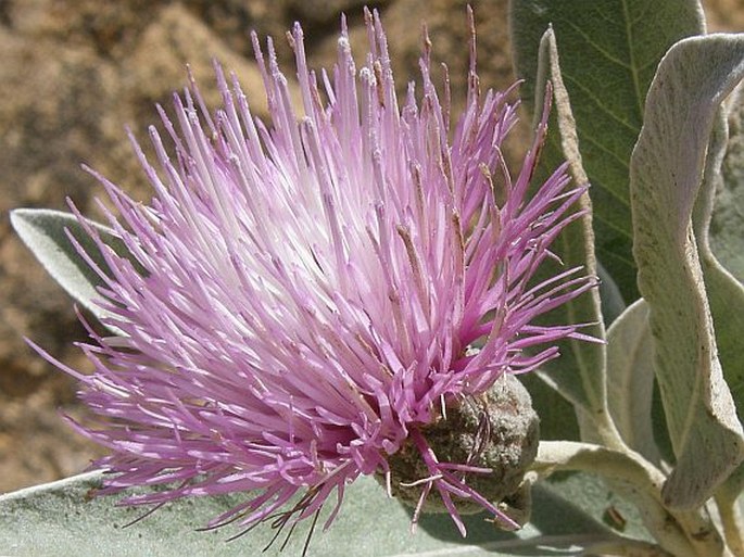 Centaurothamnus maximus