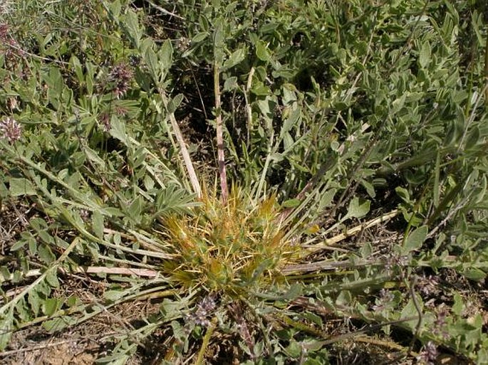 Centaurea urvillei subsp. stepposa
