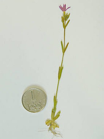 Centaurium littorale subsp. compressum