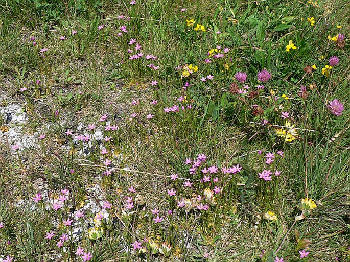 Centaurium littorale subsp. compressum