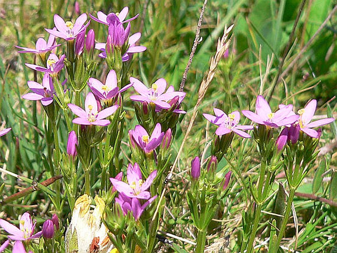 Centaurium littorale subsp. compressum