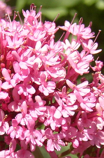 Centranthus ruber