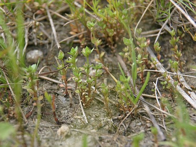 Centunculus minimus