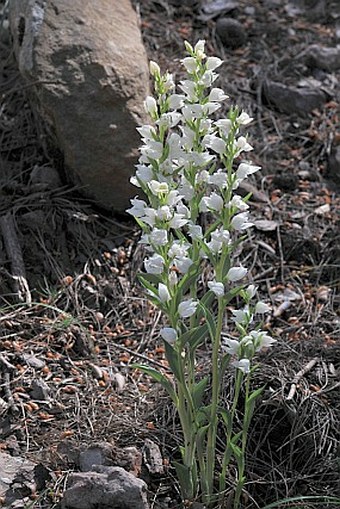 Cephalanthera epipactoides