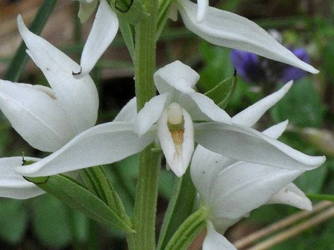 Cephalanthera epipactoides