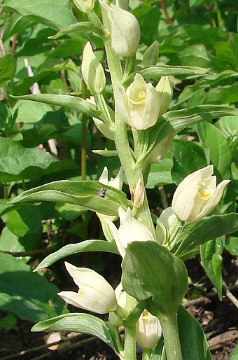 Cephalanthera damasonium