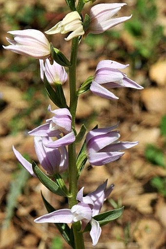 Cephalanthera kurdica