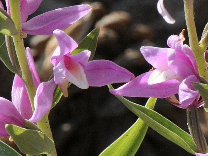 Cephalanthera kurdica