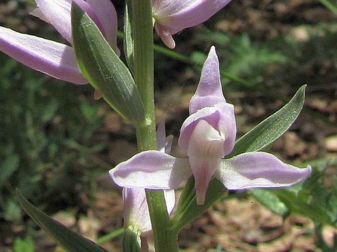 Cephalanthera kurdica