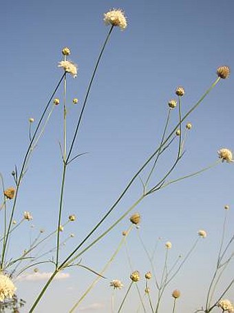 Cephalaria transsylvanica