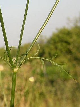 Cephalaria transsylvanica