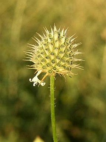 Cephalaria transsylvanica