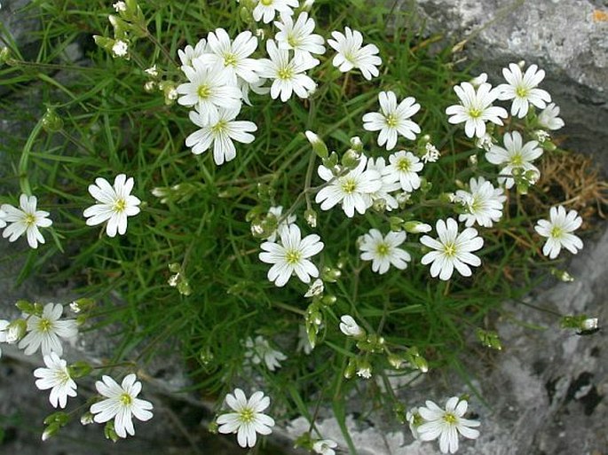 Cerastium banaticum