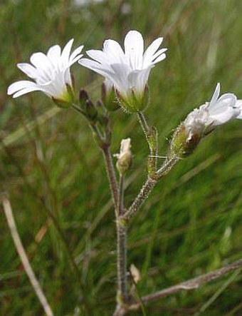 Cerastium alsinifolium ×  C. arvense