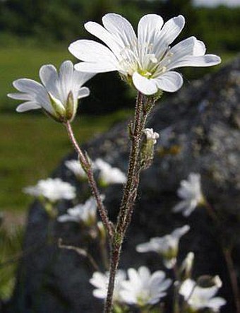 Cerastium alsinifolium ×  C. arvense