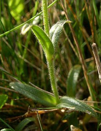 Cerastium alsinifolium ×  C. arvense