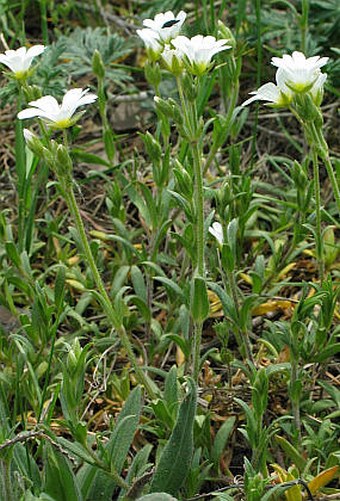 Cerastium arvense