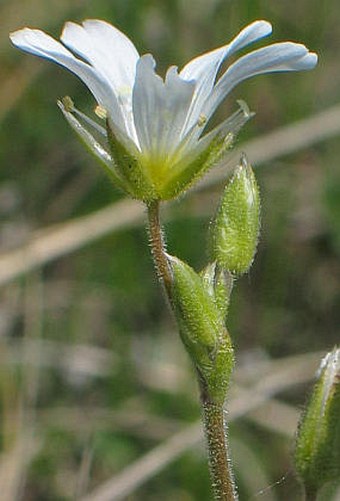 Cerastium arvense