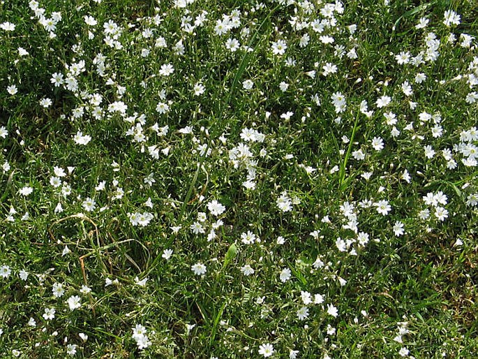 Cerastium arvense