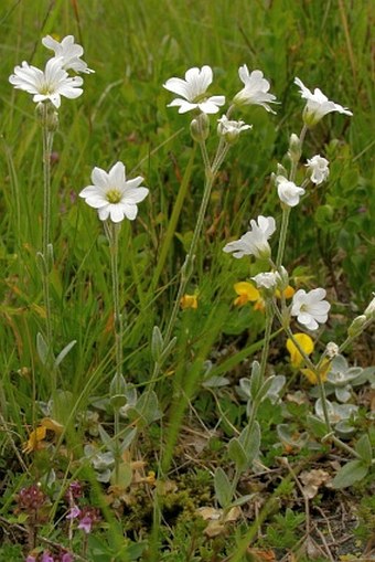 Cerastium moesiacum