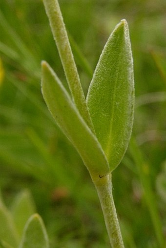 Cerastium moesiacum