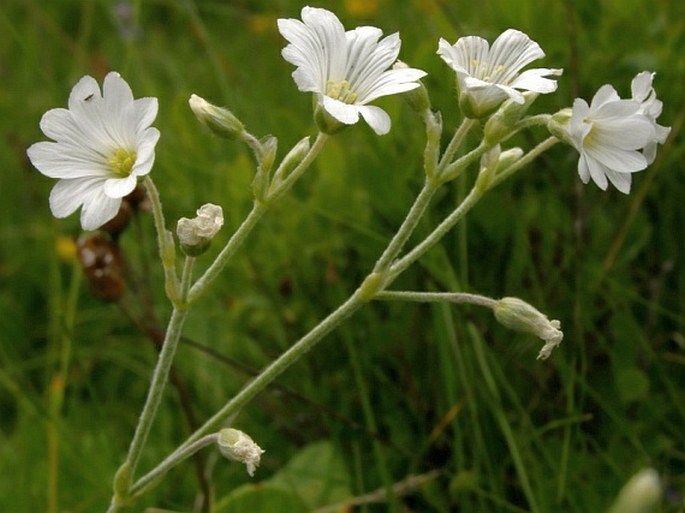 Cerastium moesiacum