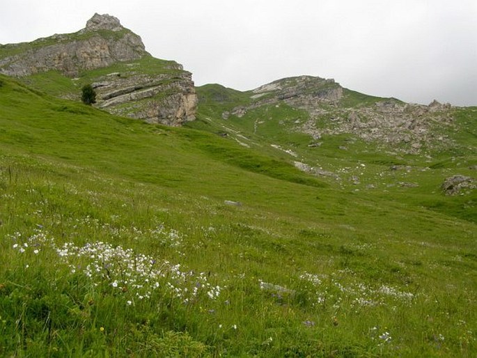 Cerastium moesiacum