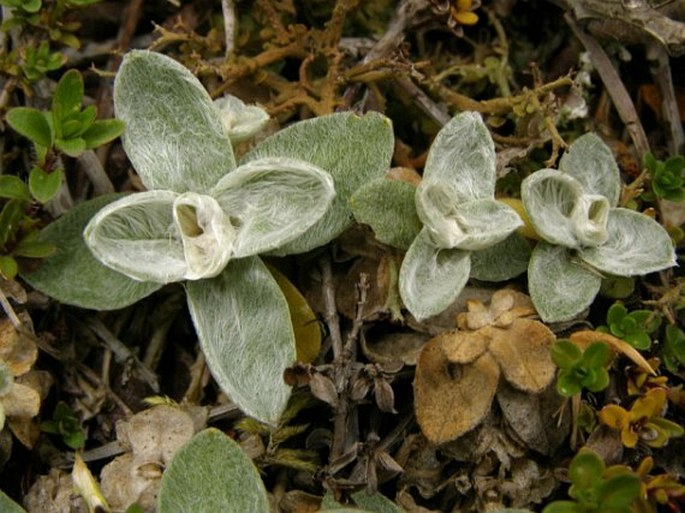 Cerastium moesiacum