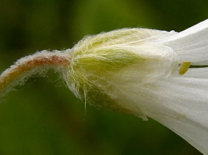 Cerastium moesiacum