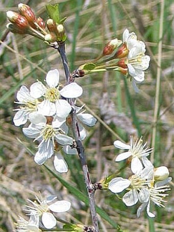 Prunus