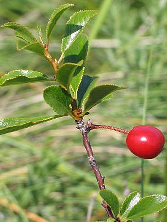 Prunus