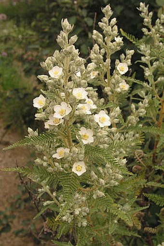 Chamaebatiaria millefolium