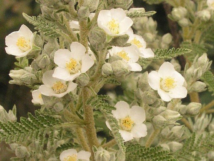 CHAMAEBATIARIA MILLEFOLIUM (Torr.) Maxim. – řebřolístek