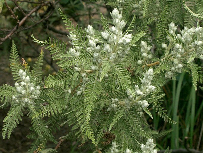 Chamaebatiaria millefolium