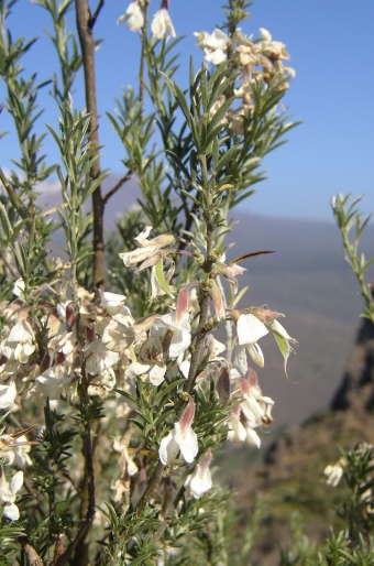 Chamaecytisus proliferus