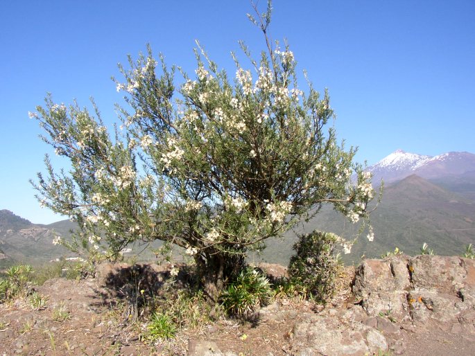 Chamaecytisus proliferus