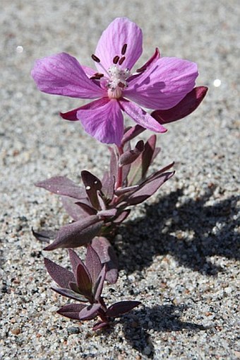 Epilobium latifolium