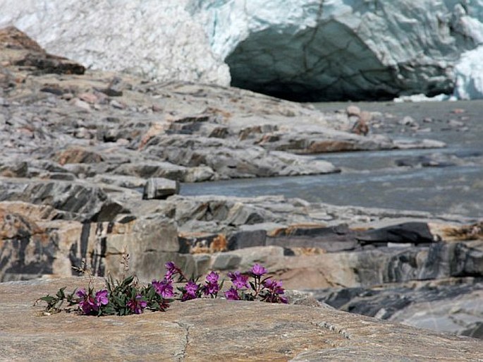 Epilobium latifolium