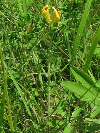 Chamaecytisus virescens