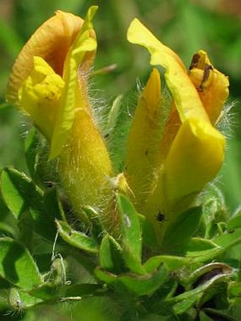 Chamaecytisus virescens