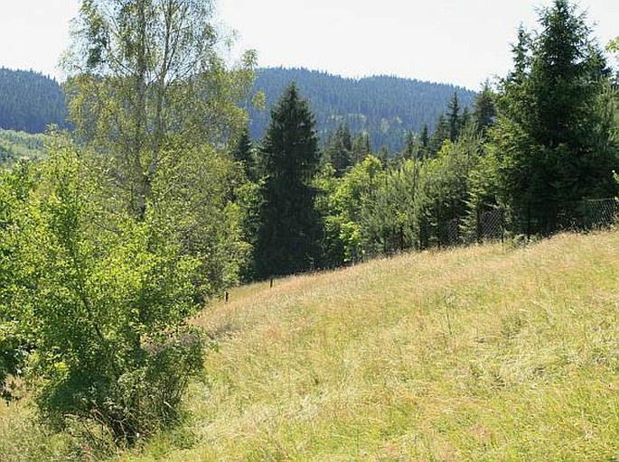 Rychlebská vrchovina, Chebzí - přírodní památka