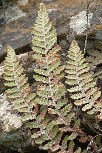 Cheilanthes vellea