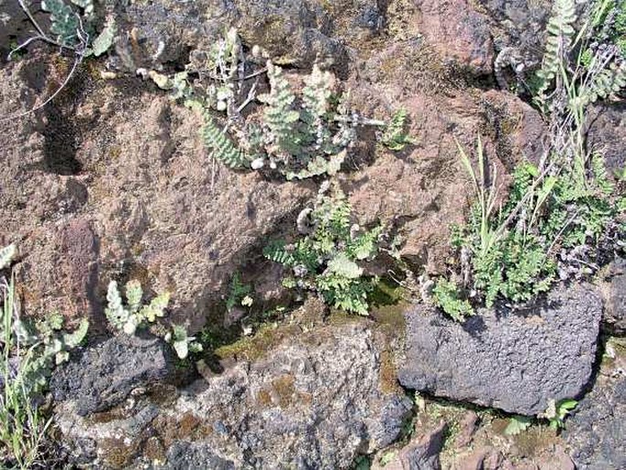 Cheilanthes vellea