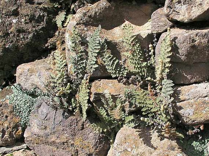 Cheilanthes vellea